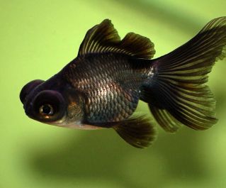 Телескоп черный 8-9см купить с доставкой