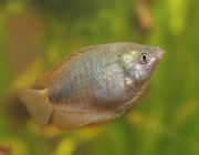 Лялиус самки 4см (А-009)