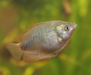 Лялиус самки 4см (А-009)