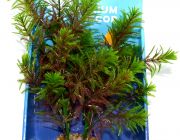 Искусственное растение 20см 