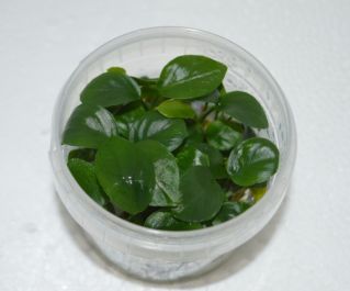 Анубиас нанги (TC 19)