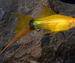 Меченосец золотой полнолуние 4см купить