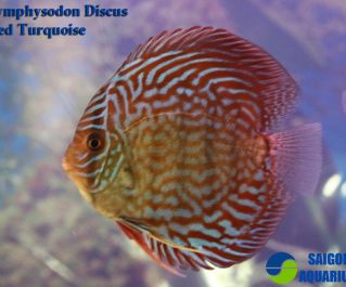 Дискус красный туркис купить