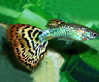 Гуппи самцы красное стекло купить