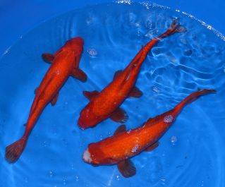 Карась красный 20-25 см. (Р-CA2025)