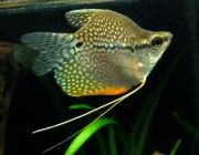 Гурами жемчужный баллон (LR016)
