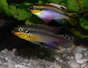 Пельвикахромис тениатус 5-7см
