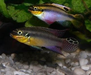 Пельвикахромис тениатус купить 5-7см