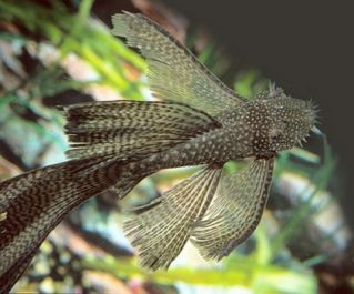 Сом анциструс ассорти вуалевый купить 5-6см (SH005А)