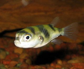 Тетраодон ослик 3см. (TR-104)