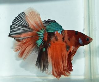 Петушки самцы халф мун кои класс А  (LR020) купить