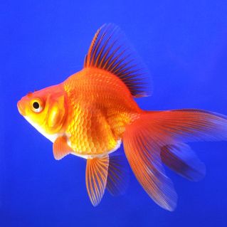 Риукин красный 8-9см купить с доставкой