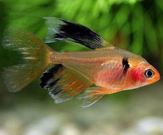 Минор вуалевый купить 2-2,5см (TRD005)