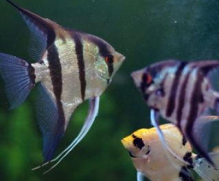 Скалярия зеленый ангел 2-3см (R-SKAL-8)