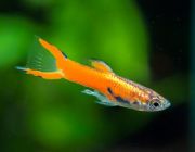 Гуппи самцы Эндлера красные