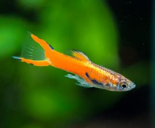 Гуппи самцы Эндлера красные купить