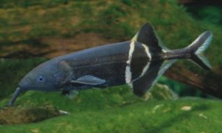 Рыба-слон купить 15-18см