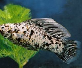 Велифера мраморная высокоплавничная купить 5-6см