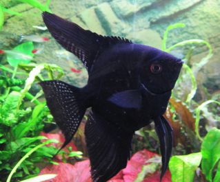 Скалярия черная купить 2,5-3см