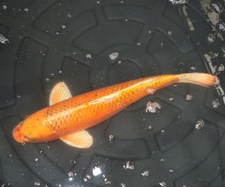 Карп кои лот 26 (ККL026)