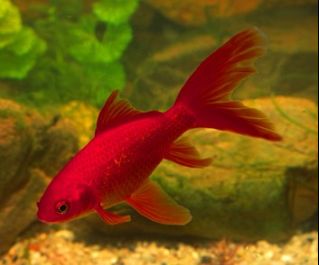 Комета красная купить 10-13см (CH06-S1)