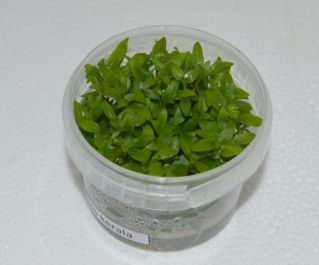 Стаурогин ползучий керала (TC 49)