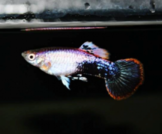 Гуппи самцы  вельветовые такседо купить