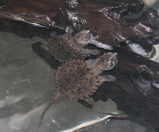 Каймановая черепаха Chelydra serpentine (Common Snapping Turtle) 9-10см (KMМ-10)