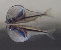 Карнегиелла Майерса