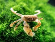 Краб пом-пом (КМ003)