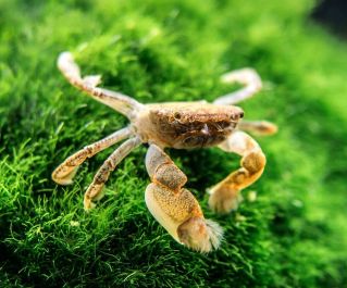 Краб пом-пом (КМ003)