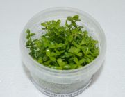 Аммания Бонсай (TC 41)