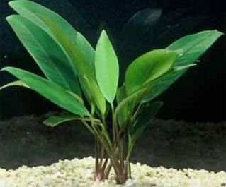 Анубиас узколистный (ветка) (P017)