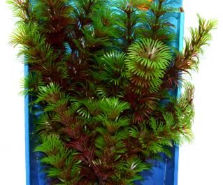 Искусственное растение 25см 