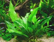 Анубиас минима (ветка) (P018)