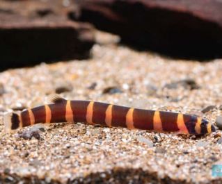 Акантофтальмус майерса 6-7см