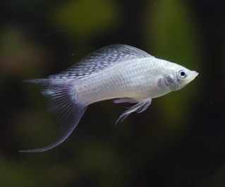 Велифера серебряная купить с доставкой