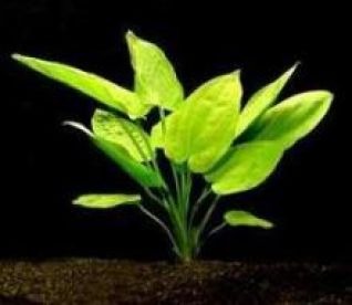 Эхинодорус горизонтальный (пучок) (B049)