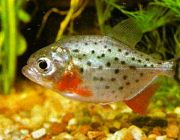 Пиранья хищная 3см