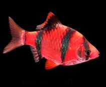 Барбус флуоресцентный ярко-красный ассорти (альбинос, мутант, суматра) (BH007FА) купить