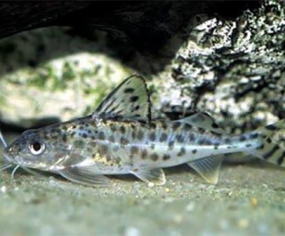 Пимелодус ангел (6-7см) (PU-011)