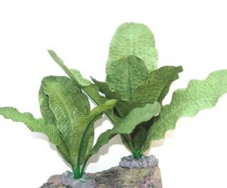 Шелковое растение 