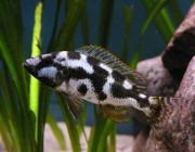 Хаплохромис ливингстони 6-7см