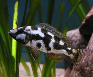 Хаплохромис ливингстони купить 6-7см