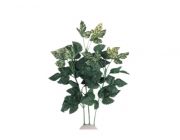 V-Шелковое растение 