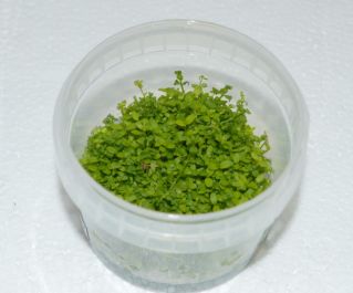 Микрантемум Монте Карло (TC 48)