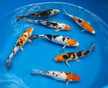 Карпы кои для пруда на даче