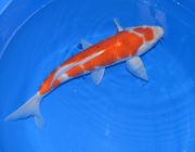 Карп кои лот 17 (ККL017)