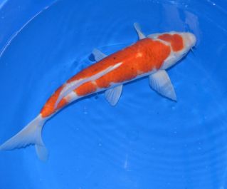 Выбор карпов кои по фотографиям