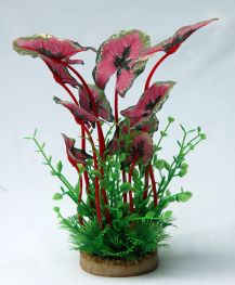 Шелковое растение 